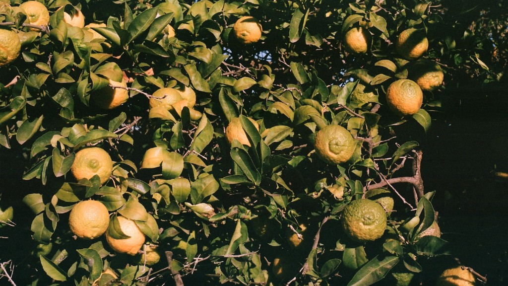 A Parasitic Plant That Grows On An Apple Tree