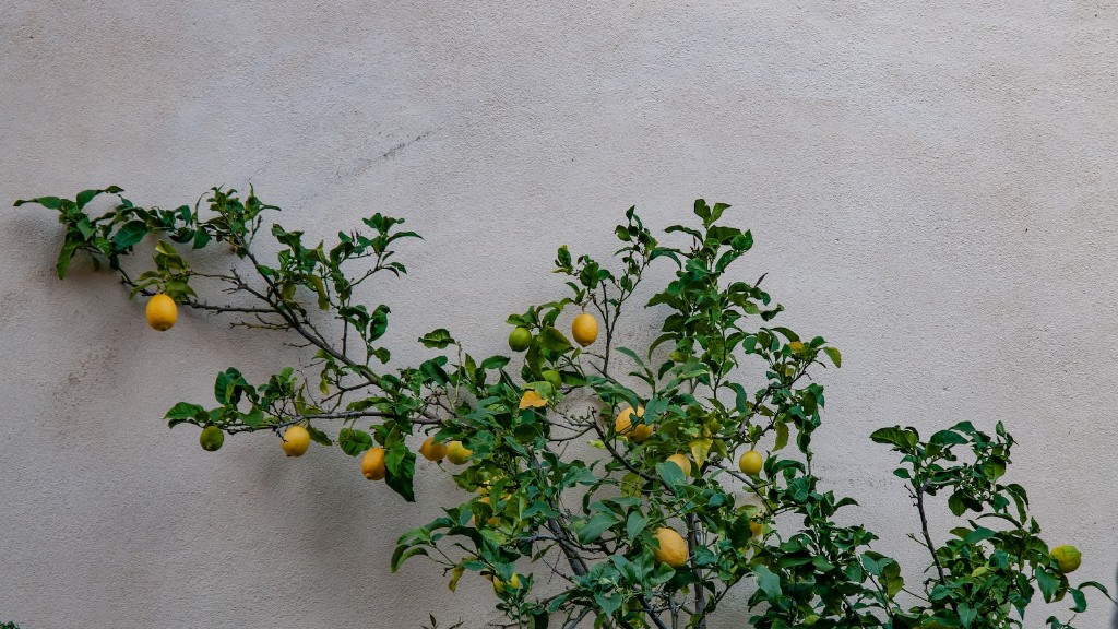 How Long For Lemon Tree To Produce Fruit