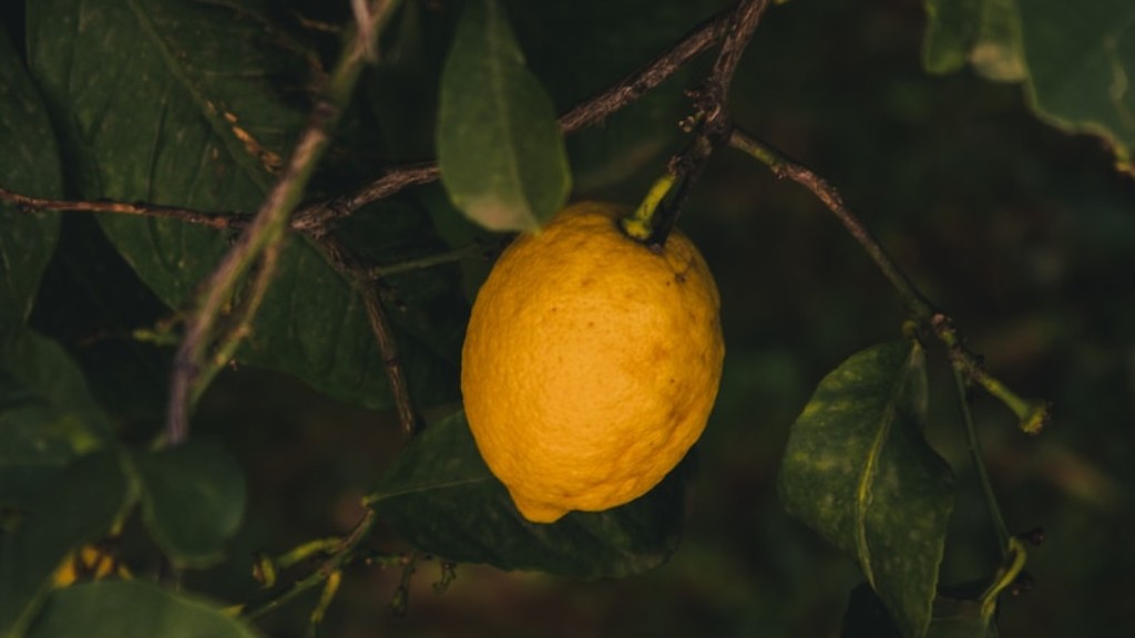 When Do Lemons Turn Yellow On Tree