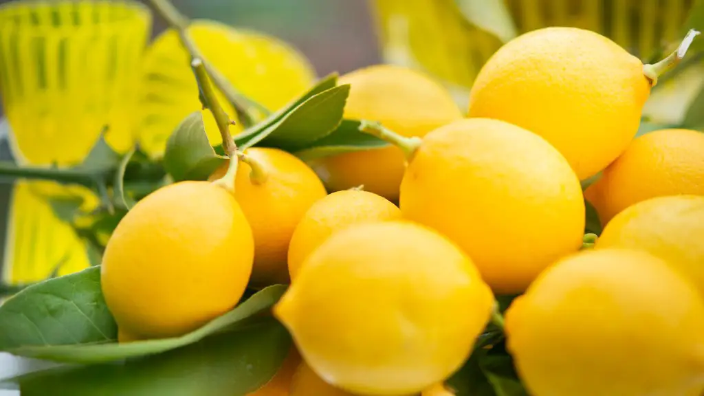 What Size Container For Dwarf Lemon Tree