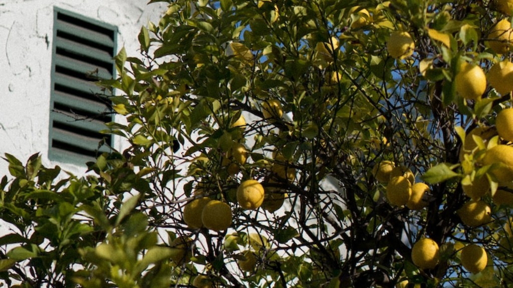 Will Lemon Tree From Seed Produce Fruit