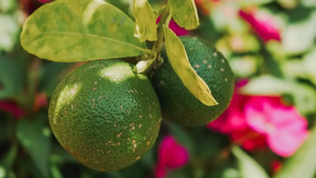 How To Spray An Apple Tree