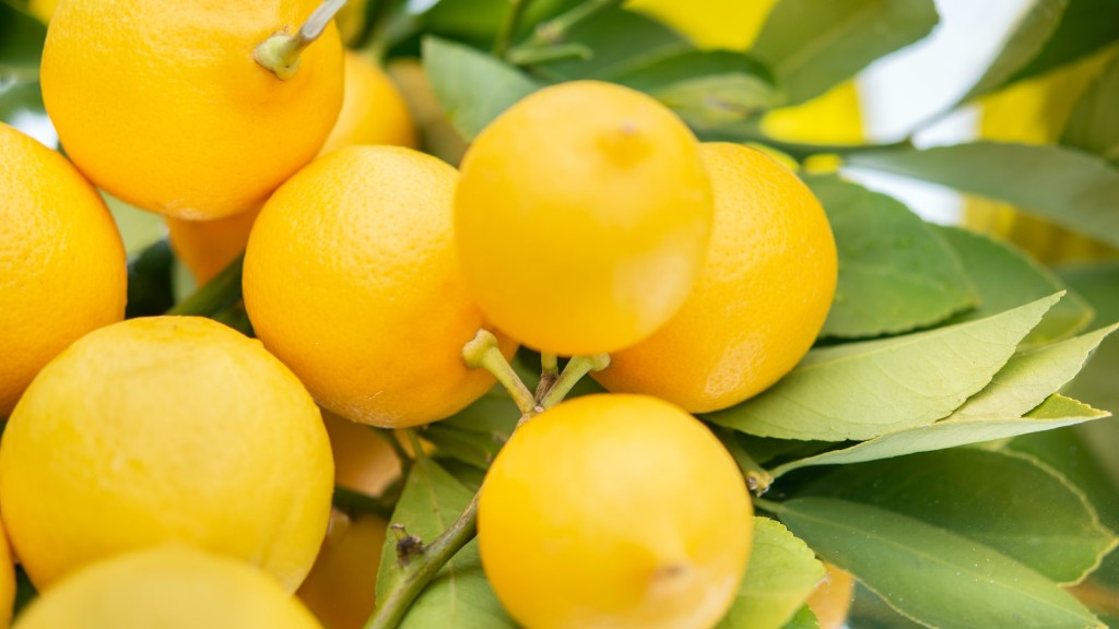 How To Plant And Grow A Lemon Tree
