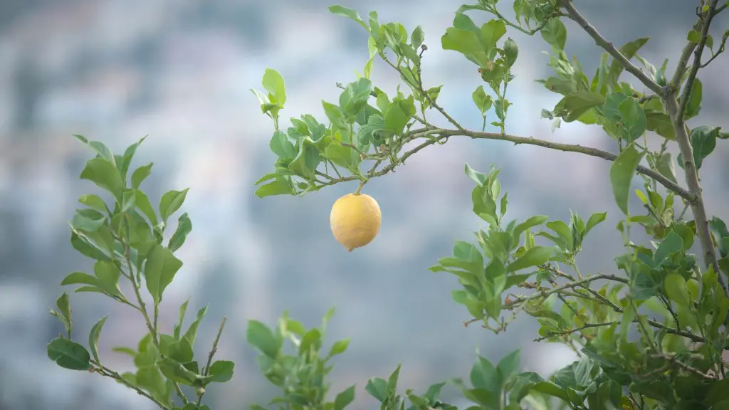 How To Grow A Meyer Lemon Tree Outdoors