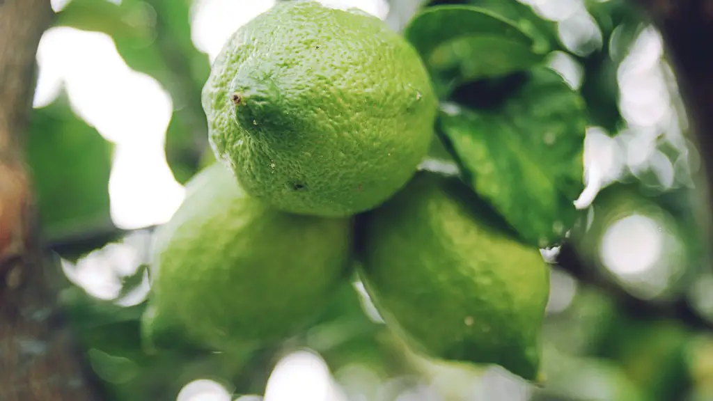 Where Do Lemons Grow On The Tree