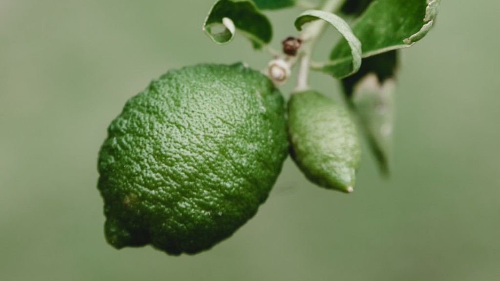 How To Pick Meyer Lemons From Tree