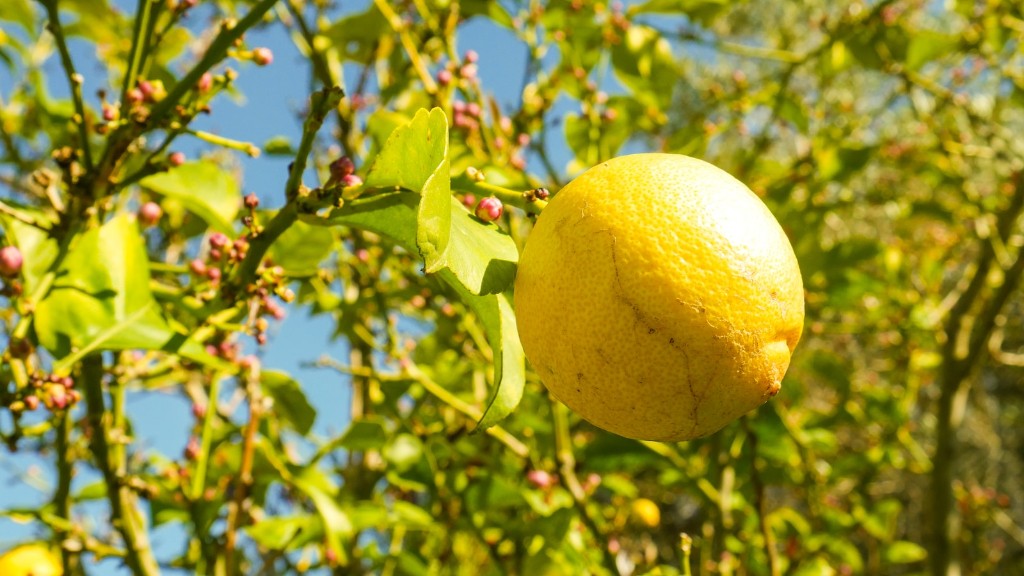 Is Lemon Tree A Flowering Plant