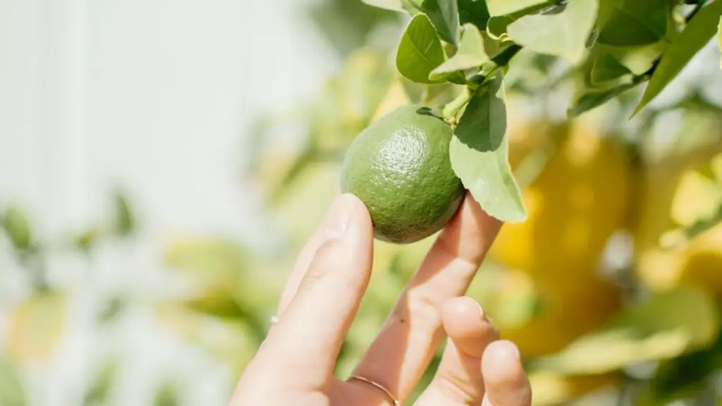 Is lemon tree toxic to cats?