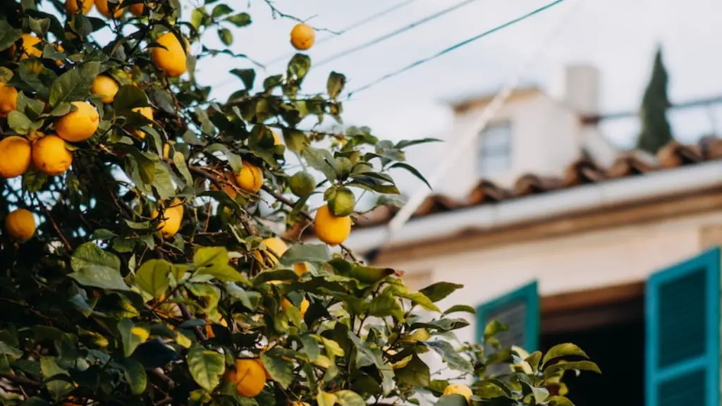 How Much Is A Lemon Tree Worth