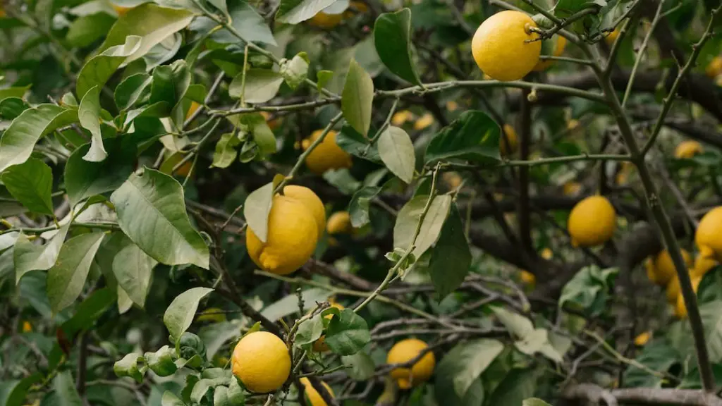 When Should I Bring My Lemon Tree Inside Uk