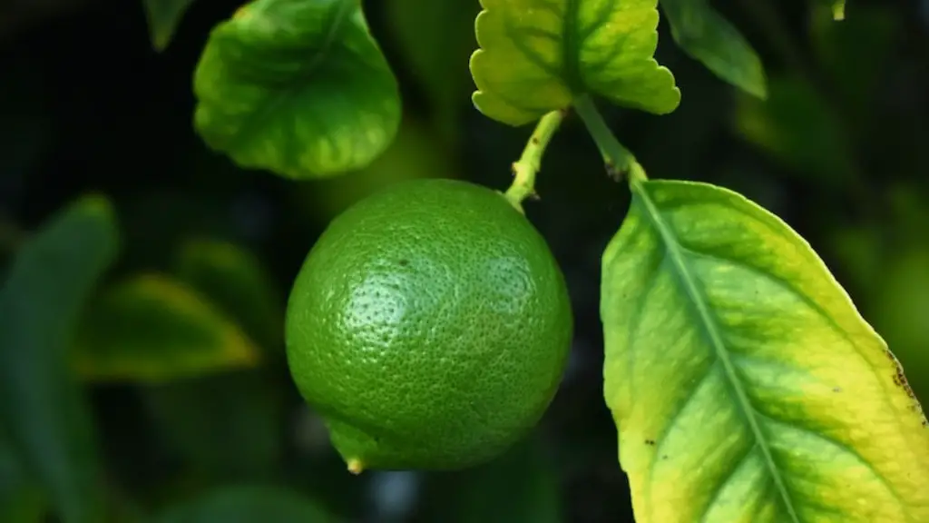 When To Prune A Lemon Tree In A Pot