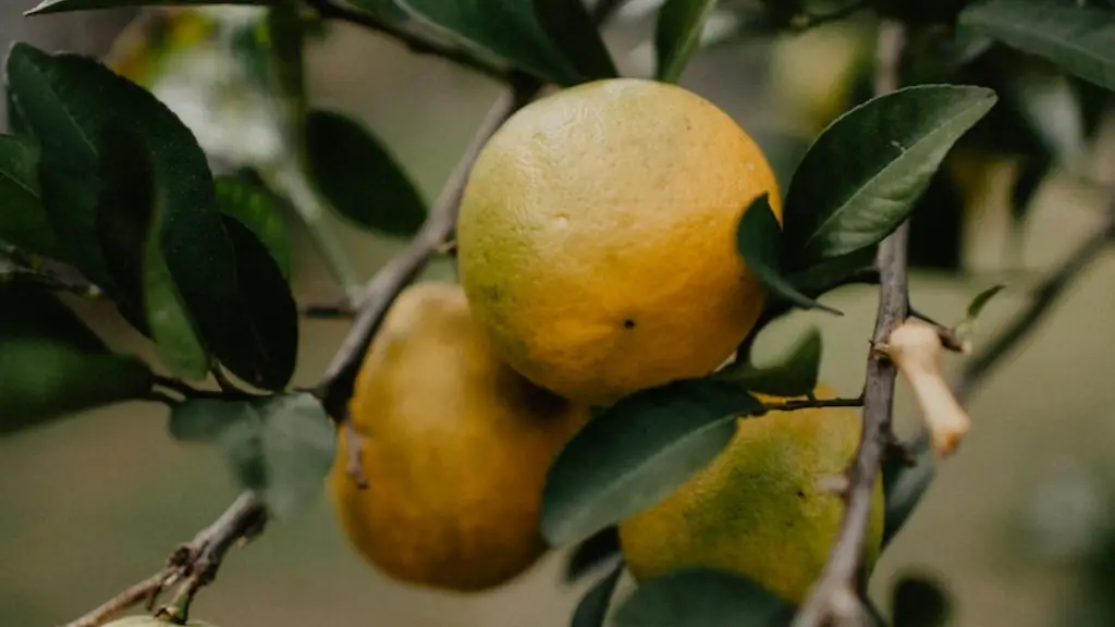 How Much Water For Lemon Tree In Pot
