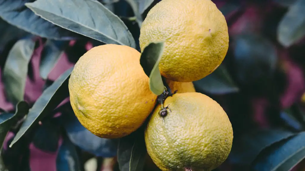 Where To Put A Lemon Tree