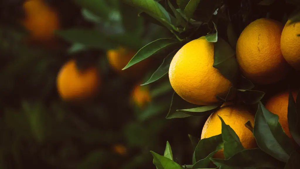 Is Lemon Tree Poisonous To Cats