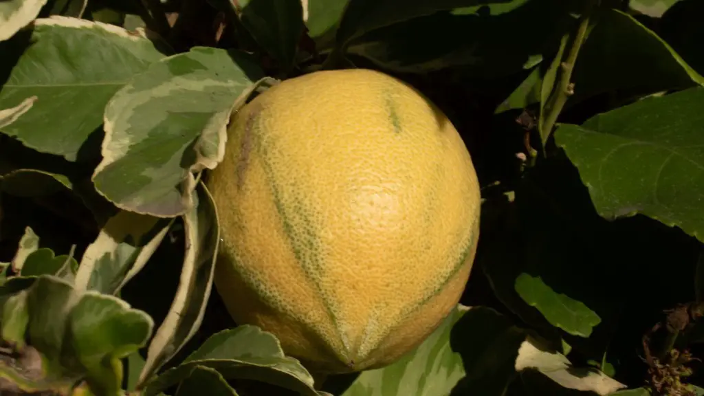 Can You Grow A Small Lemon Tree Indoors