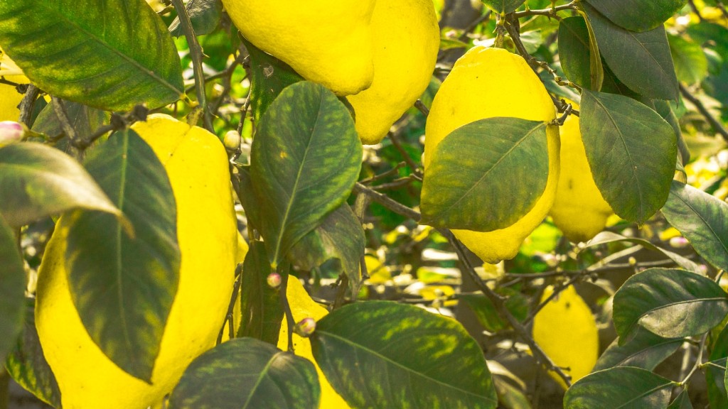 Why Are Leaves On Lemon Tree Turning Yellow