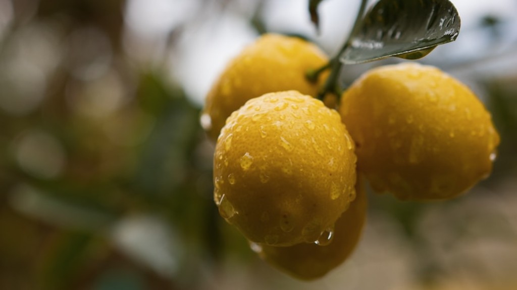 How to grow a lemon tree?