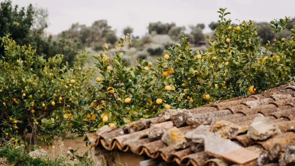 A lemon tree?