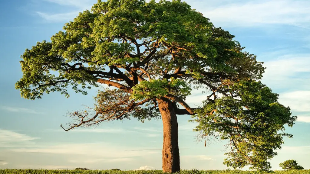 How To Keep Avocado Tree Short