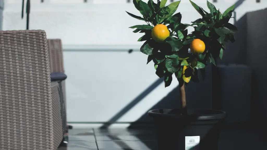 Can a lemon tree survive winter in canada?