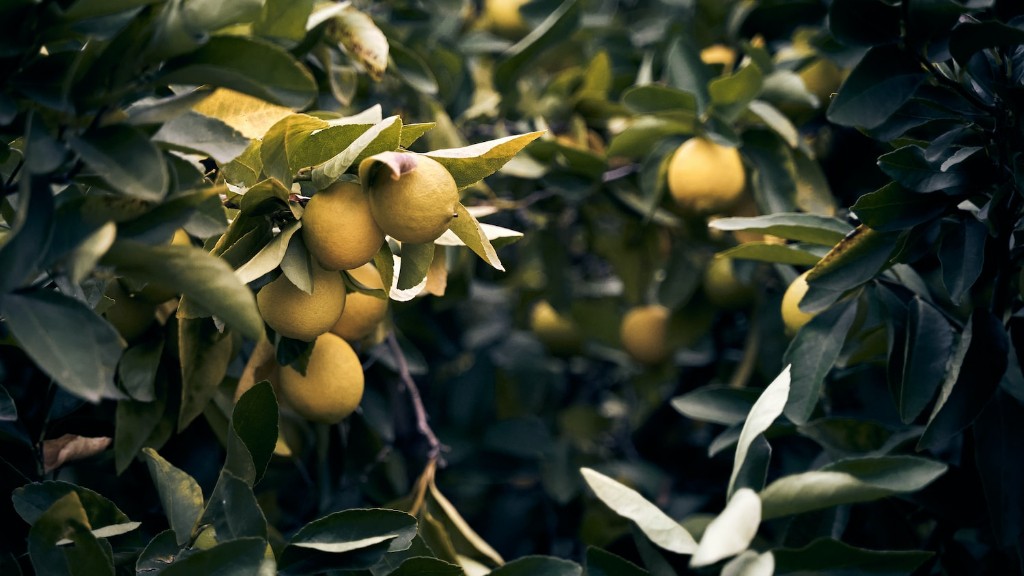 Can a lemon tree survive in new york?