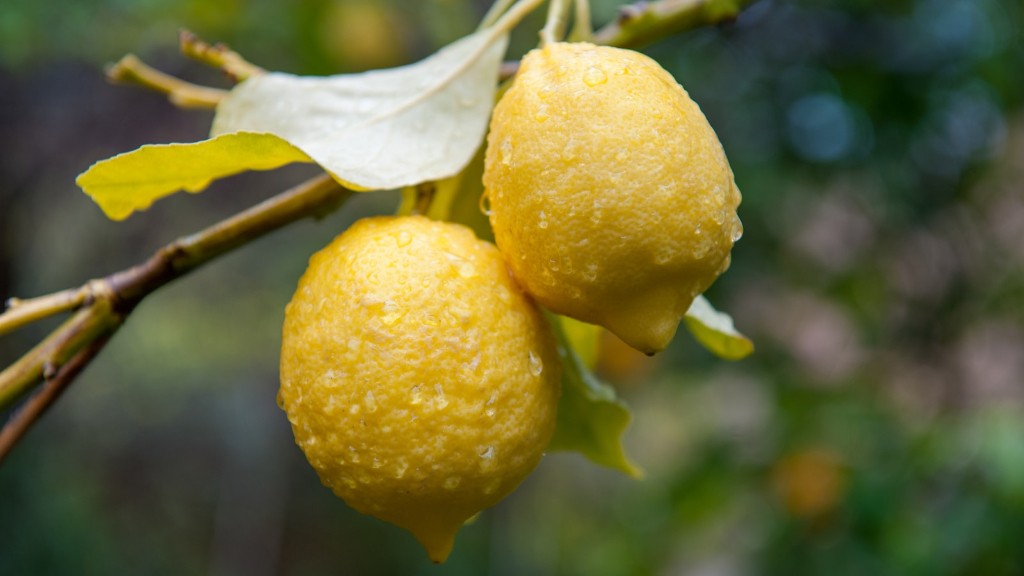 How long does lemon tree take to grow?