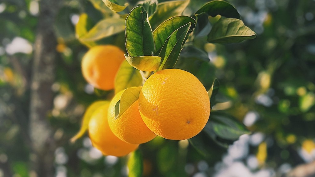 How often to fertilize lemon tree?