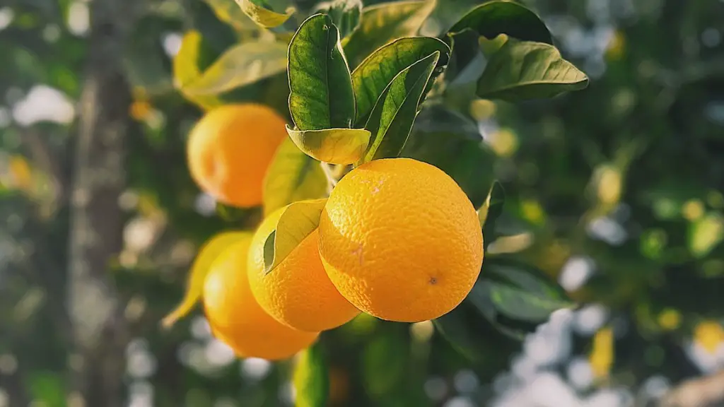 When A Lemon Tree Flowers