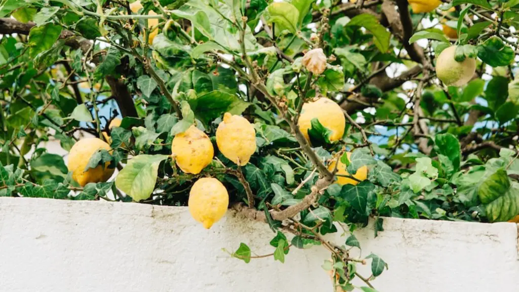 How To Get Lemons To Grow On My Lemon Tree