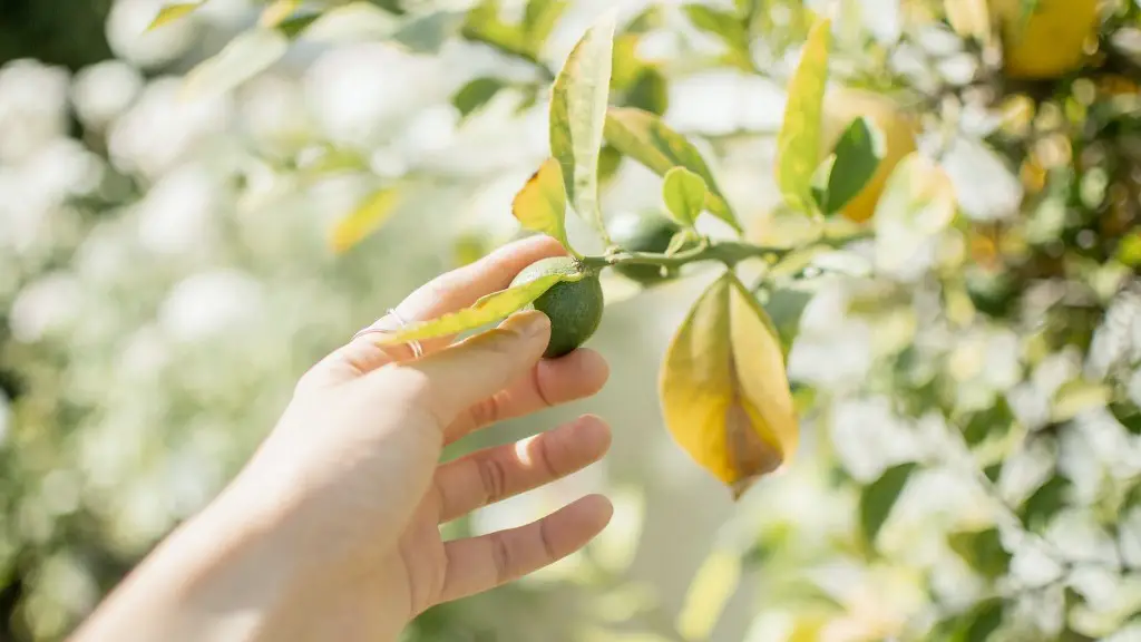 When to put lemon tree outside?