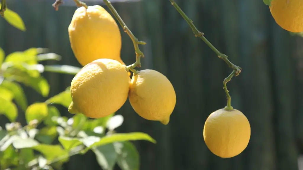 Can lemon tree survive winter?