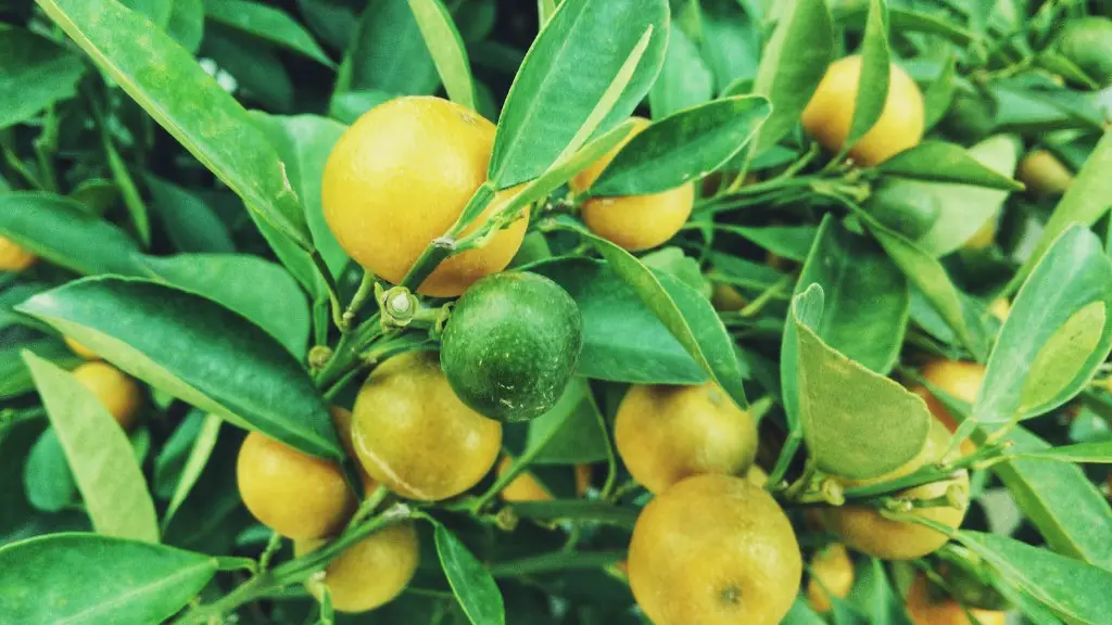 How Long Does Lemon Tree Take To Grow From Seed