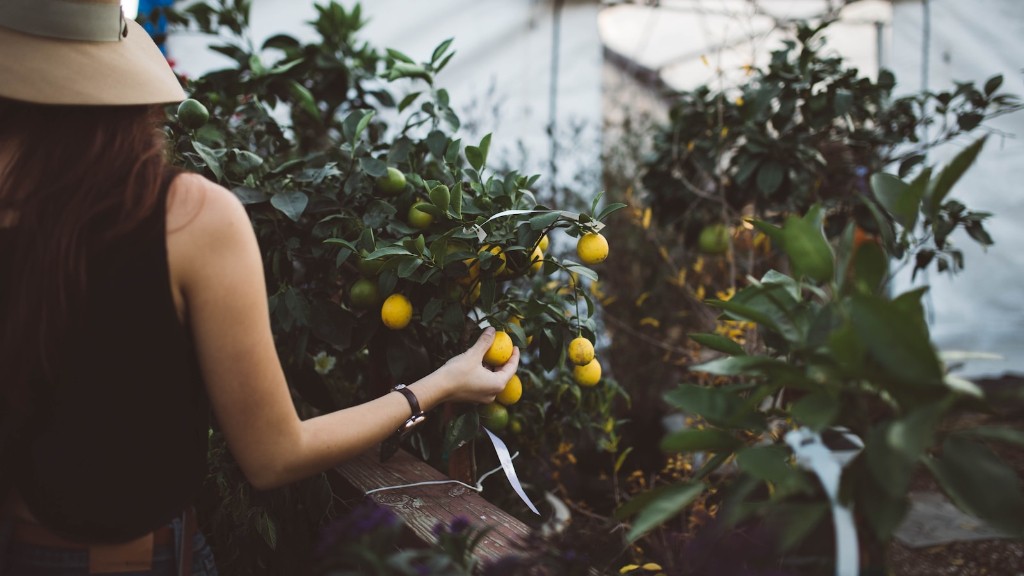 What Does A Lemon Tree Need
