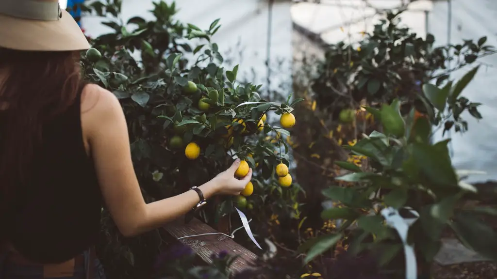 How Much Water For Lemon Tree In Pot