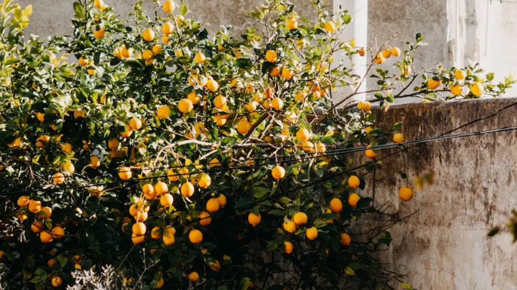 Can lemons ripen off the tree?