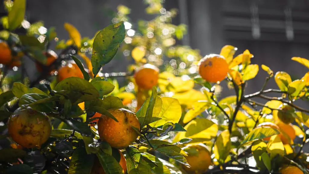 How Long Before A Lemon Tree Fruits