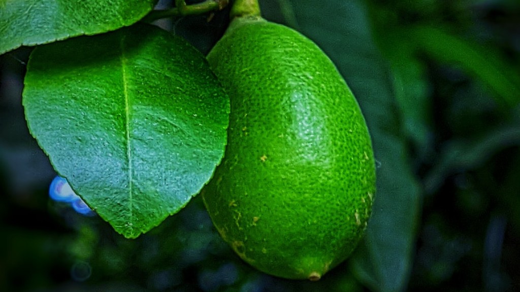 When to pick lemons from potted tree?
