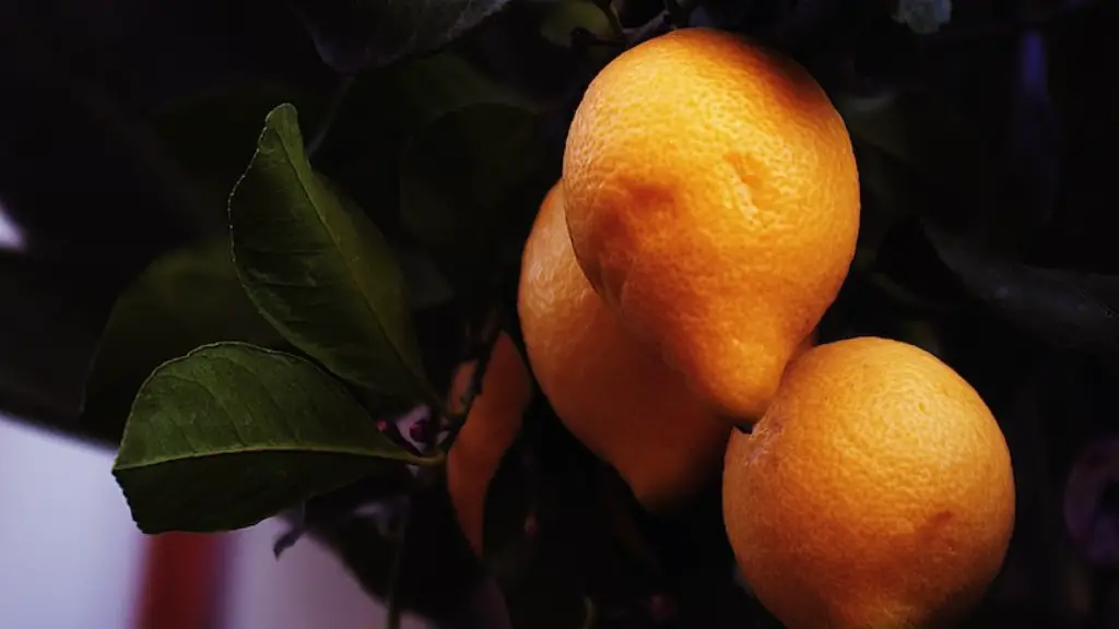 How To Trim Lemon Tree In Pot