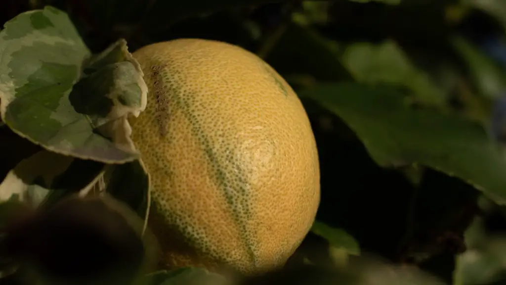 Where can you grow a lemon tree?