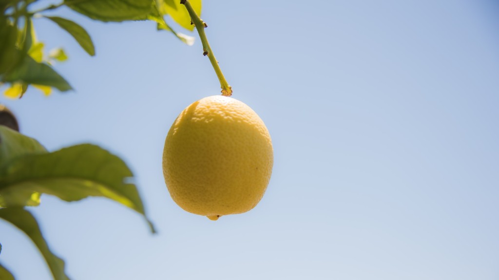 When To Plant Lemon Tree In California