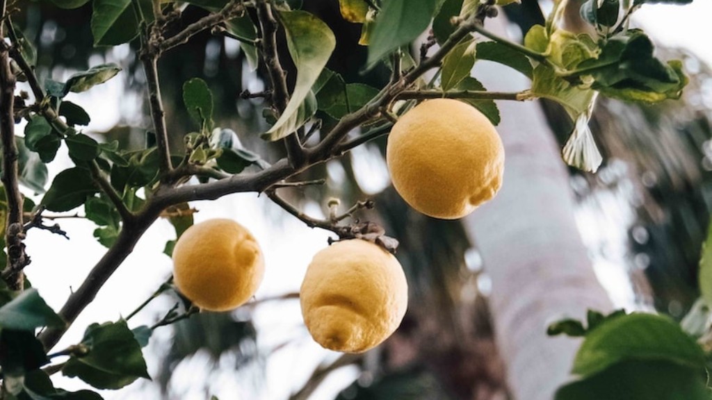 How To Keep Lemon Tree From Freezing