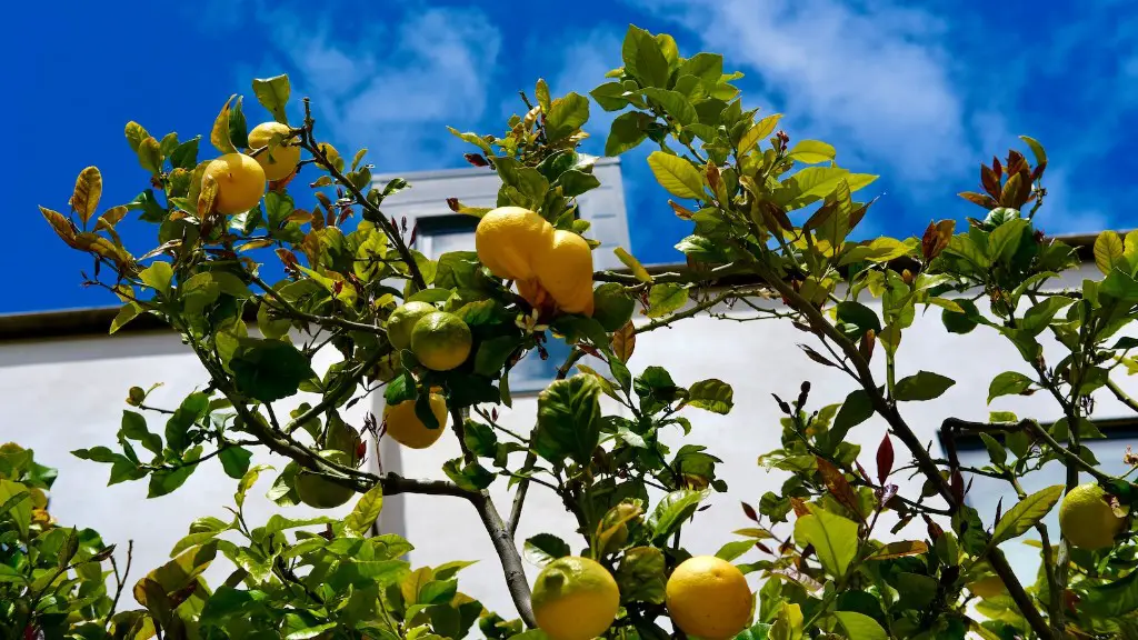 How many pounds of apples does a tree produce?