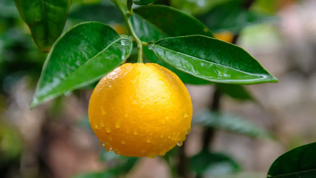 Can you grow a lemon tree indoors?