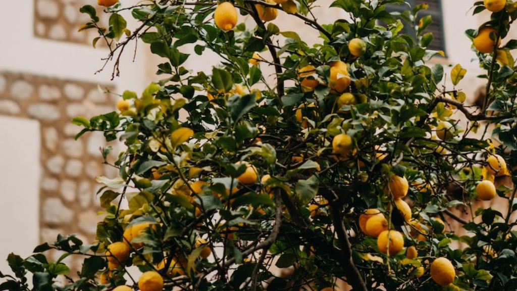 Where To Purchase Meyer Lemon Tree