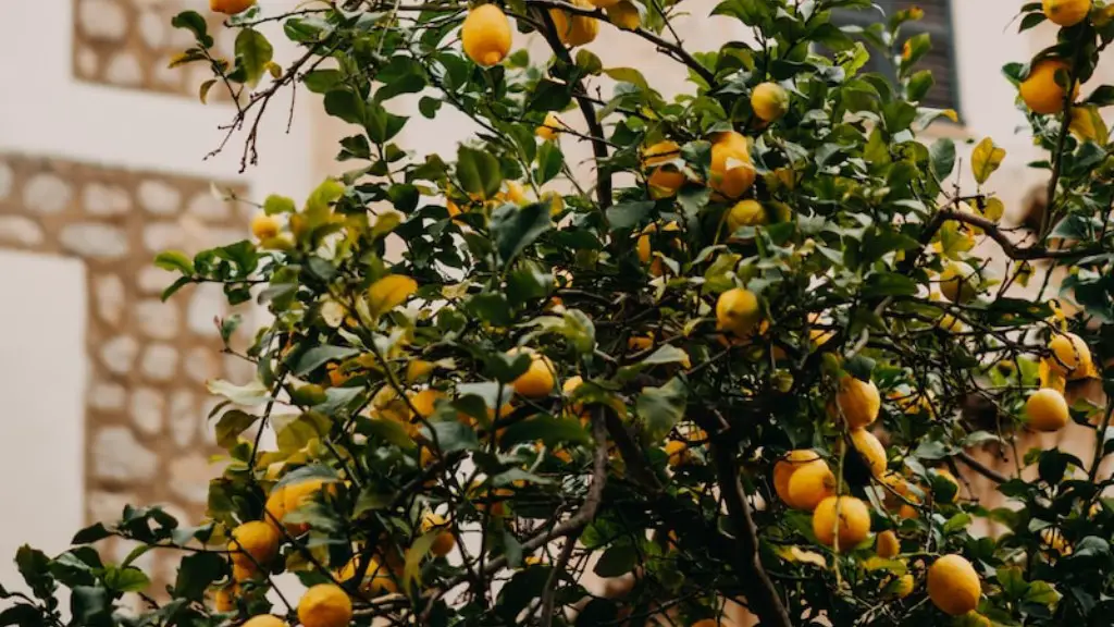 How To Plant Your Own Lemon Tree