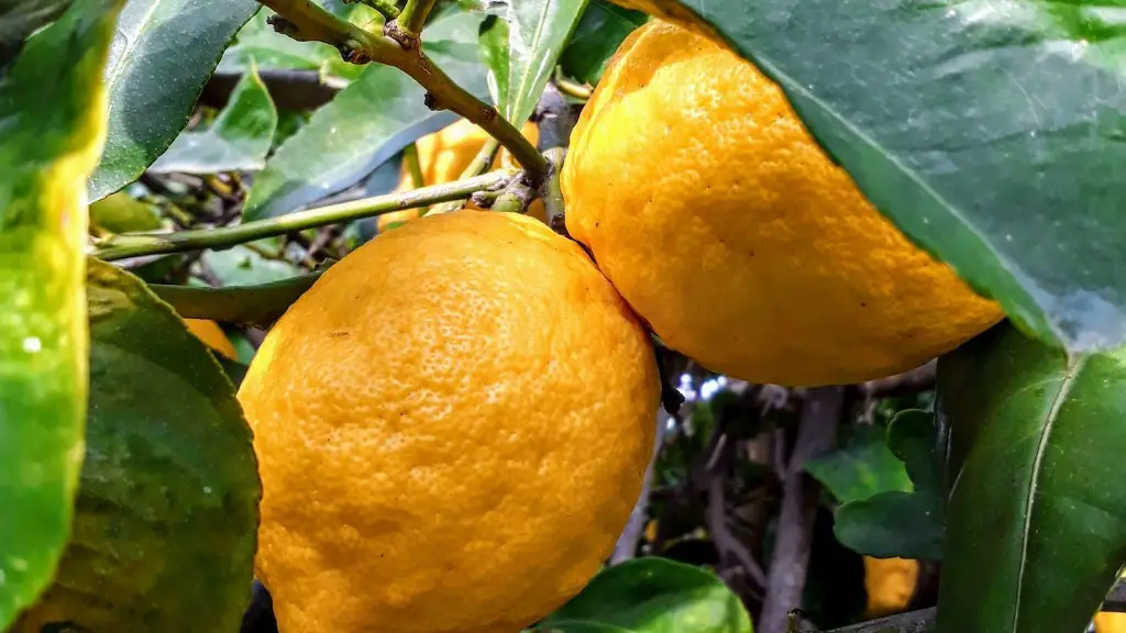 How And When To Prune Lemon Tree