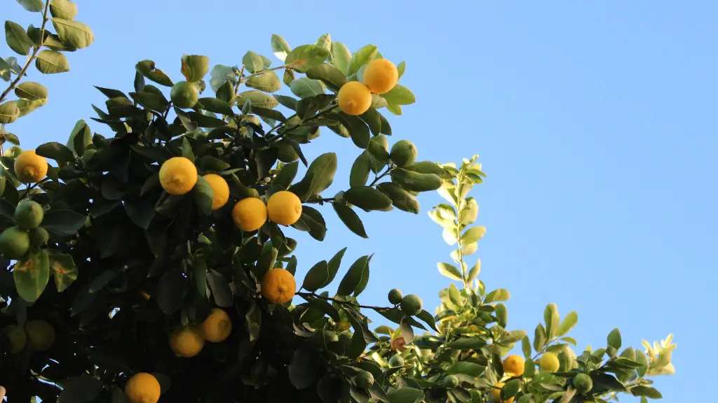 How To Fertilize A Potted Lemon Tree