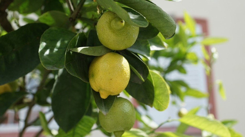 What Is The Lowest Temperature For A Lemon Tree