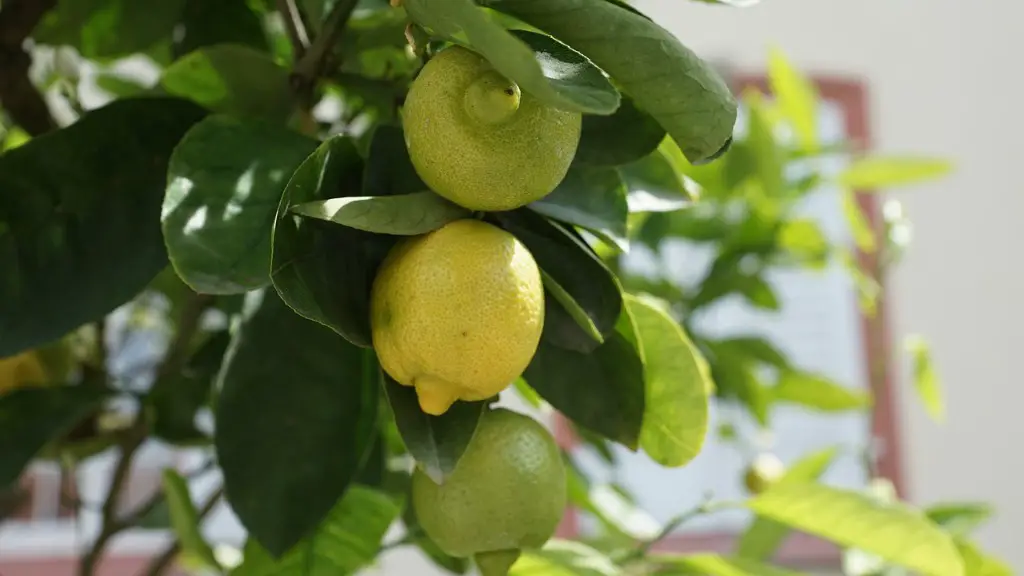 Can You Grow A Lemon Tree In New Mexico