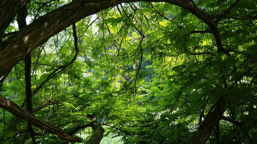 Can you grow a cherry tree in a container?